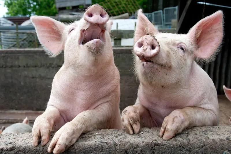 Porci santinelă în ultimul focar de pestă din județul Buzău