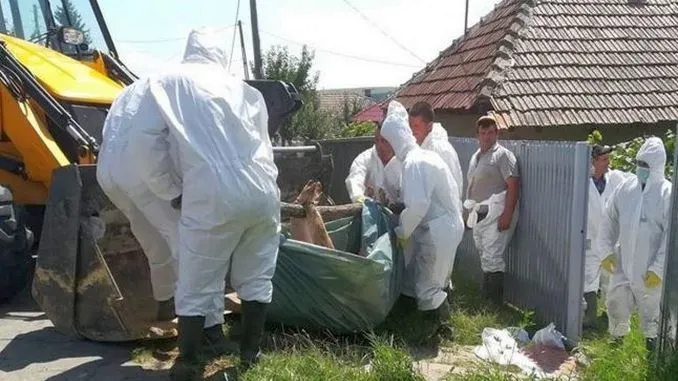 Armata ar putea interveni în lupta autorităţilor cu pesta porcină africană