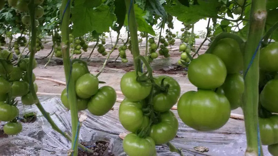 Bondari în loc de stimulent de coacere şi prădători naturali pentru daunători, în solariile din Buzău