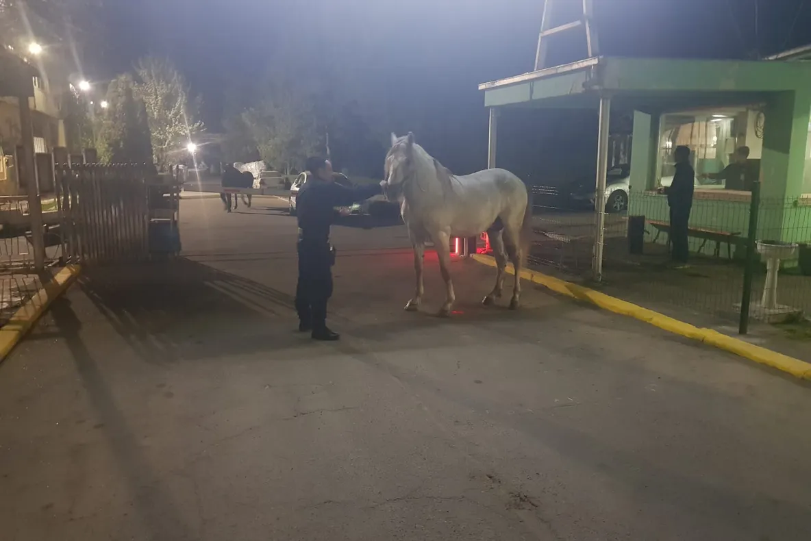 Video Ca-n vestul sălbatic ! Cai liberi, pe străzile Buzăului