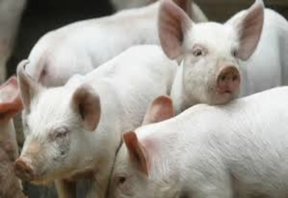 Fără pestă la Buzău, până la finele anului