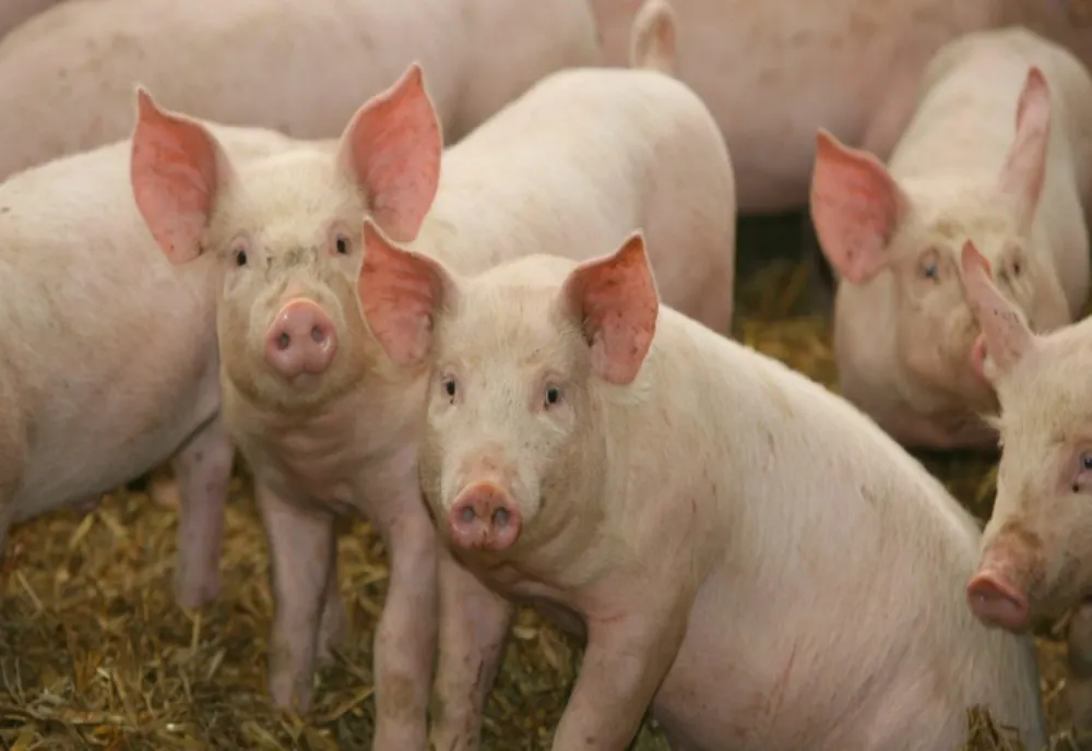 Reprezentanți ai Organizaţiei Mondiale pentru Sănatate Animală, vizită la Buzău