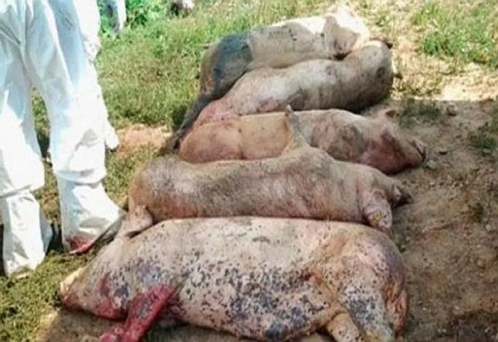 Un nou focar de pestă porcină africană a fost descoperit într-o gospodărie din Buzău