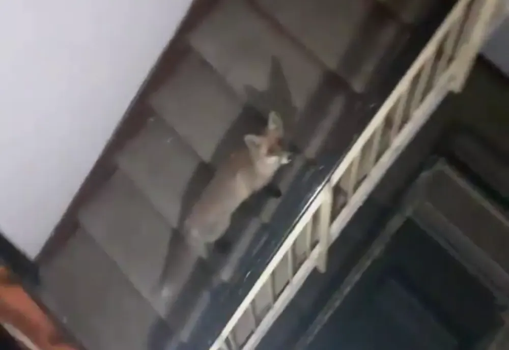 Video Locatar surpriză, într-un bloc din Berca