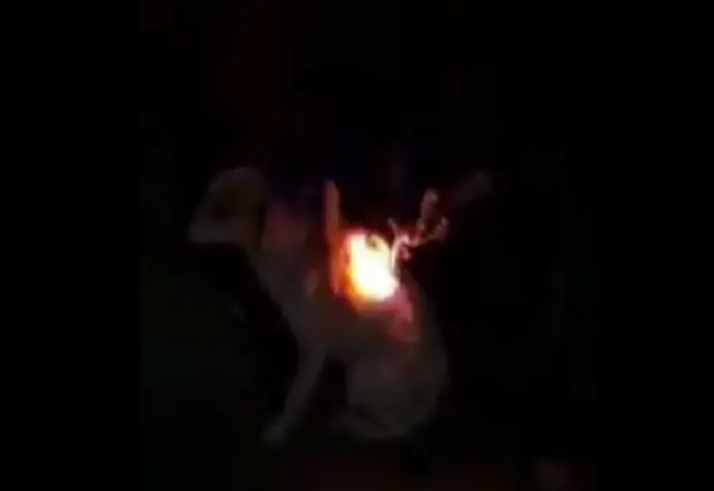 Dosar penal pentru rănirea sau schingiuirea animalelor