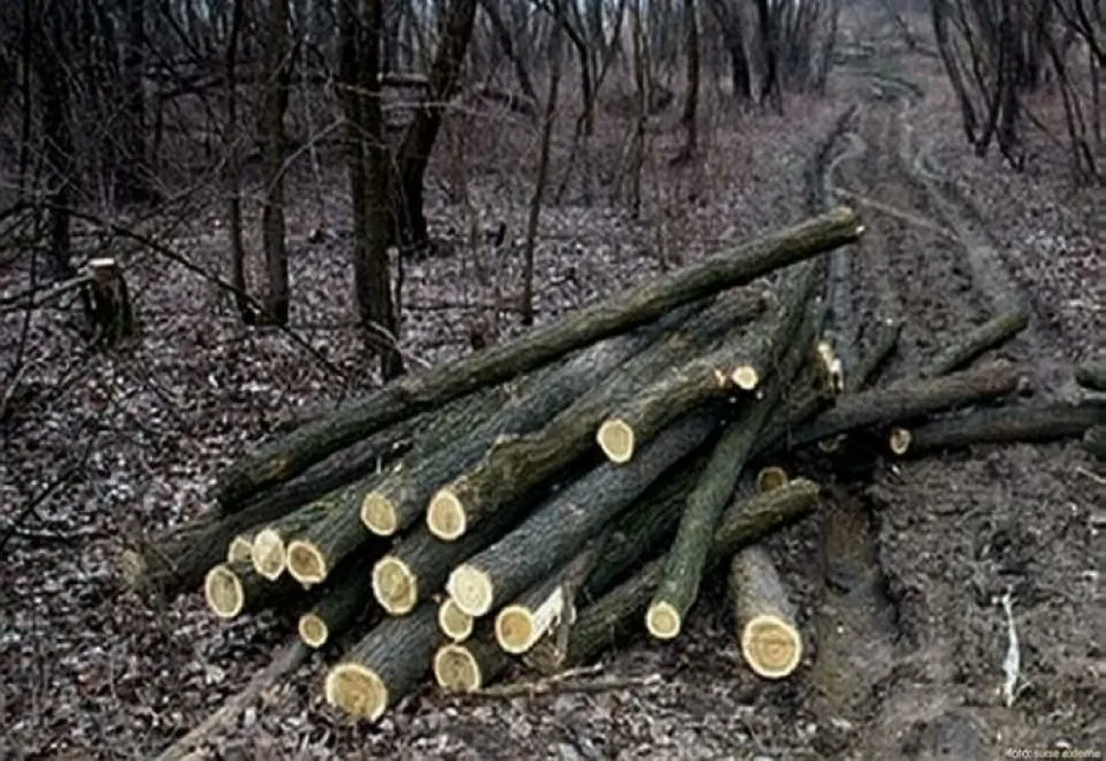  Bănuiți de tăiere și furt de arbori depistați de polițiști
