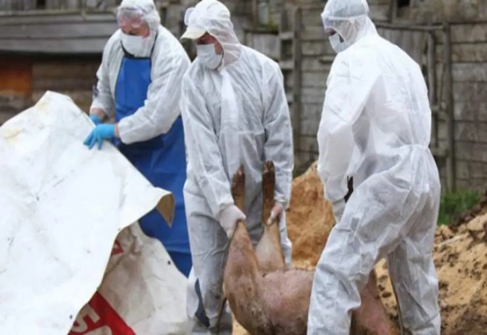 Focarele de pestă porcină de la Căldărăști continuă să se extindă