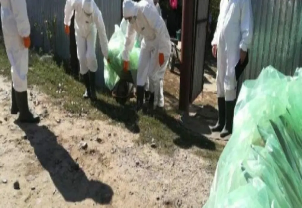 Pesta porcină africană a ajuns și la crescătoria de la Glodeanu Siliștea