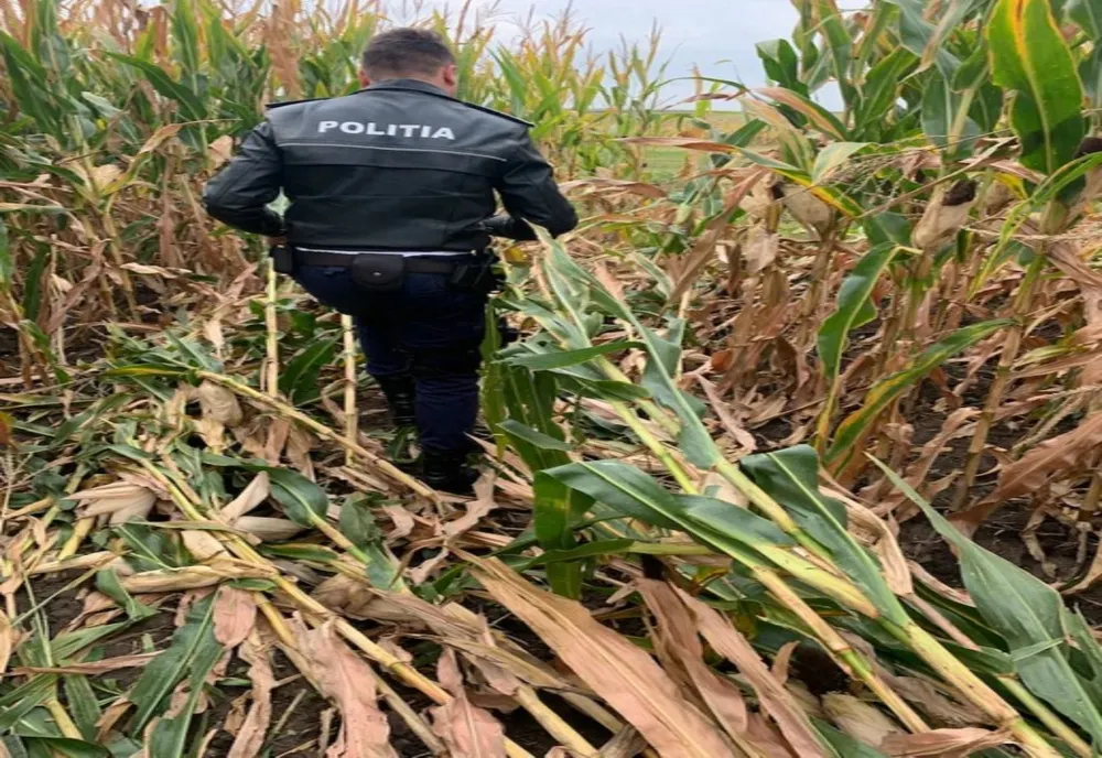 Bănuit că a sustras 100 kg de porumb de pe un teren din extravilanul localității Ulmeni