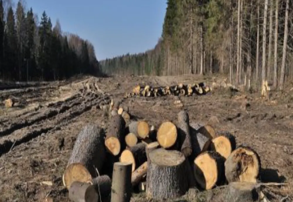Ar fi tăiat fără drept 65 de arbori din speciile anin, pin și mesteacăn