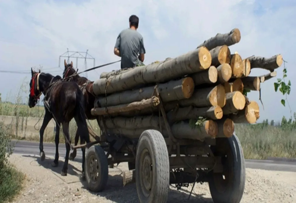 Transporta cu căruța lemne tăiate ilegal 