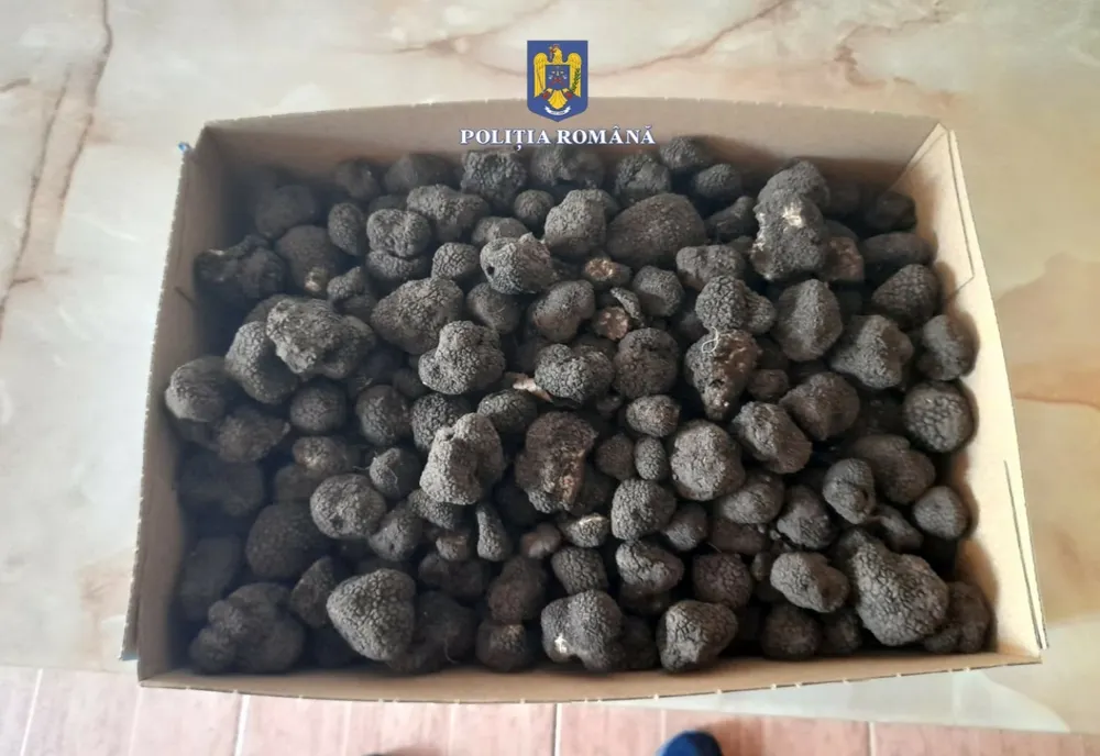 Un bărbat a fost depistat de polițiști cu peste 2 kilograme de trufe, ce ar fi fost recoltate din fondul forestier, fără a deține autorizație