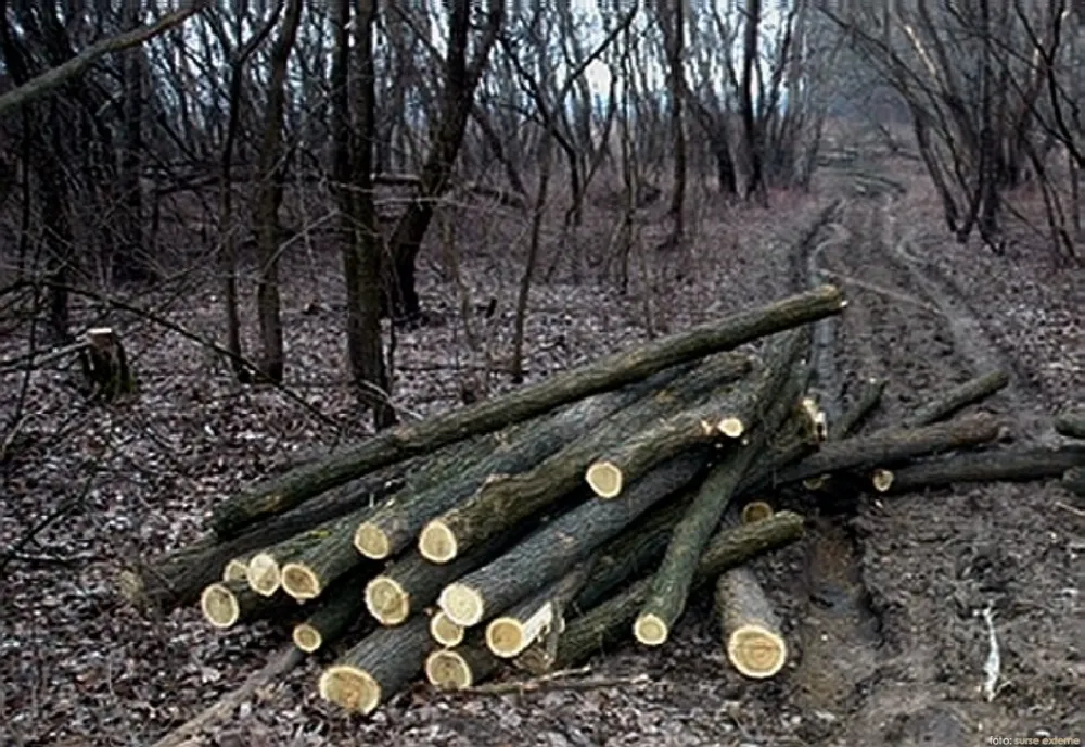 Dosar penal pentru furt de arbori din liziera de protecţie ce delimitează comunele Largu şi Ruşeţu