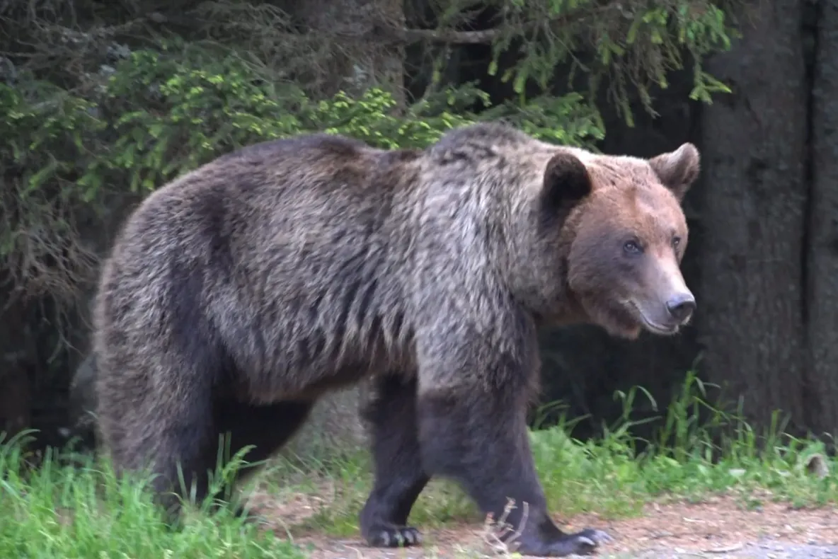 Statul a mutat problema urșilor la primării. Ce trebuie să facă edilii când animalele intră în localități