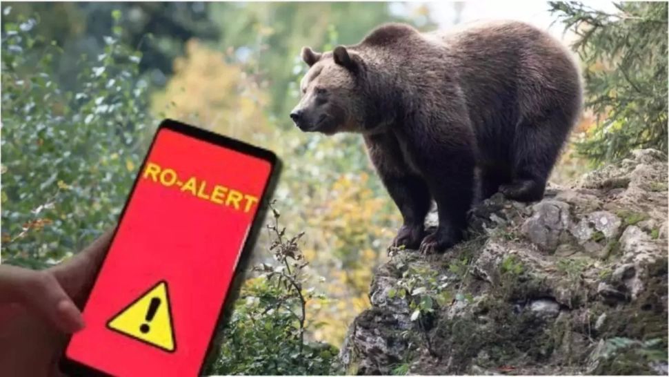 Alertă în județul Buzău. Un urs a intrat în opt case, ultima locuită, și a căutat inclusiv frigiderul