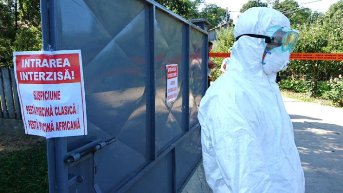 Prefecta Carmen Ichim: "Sunt stinse 60 dintre cele 65 de focare de pestă porcină africană"