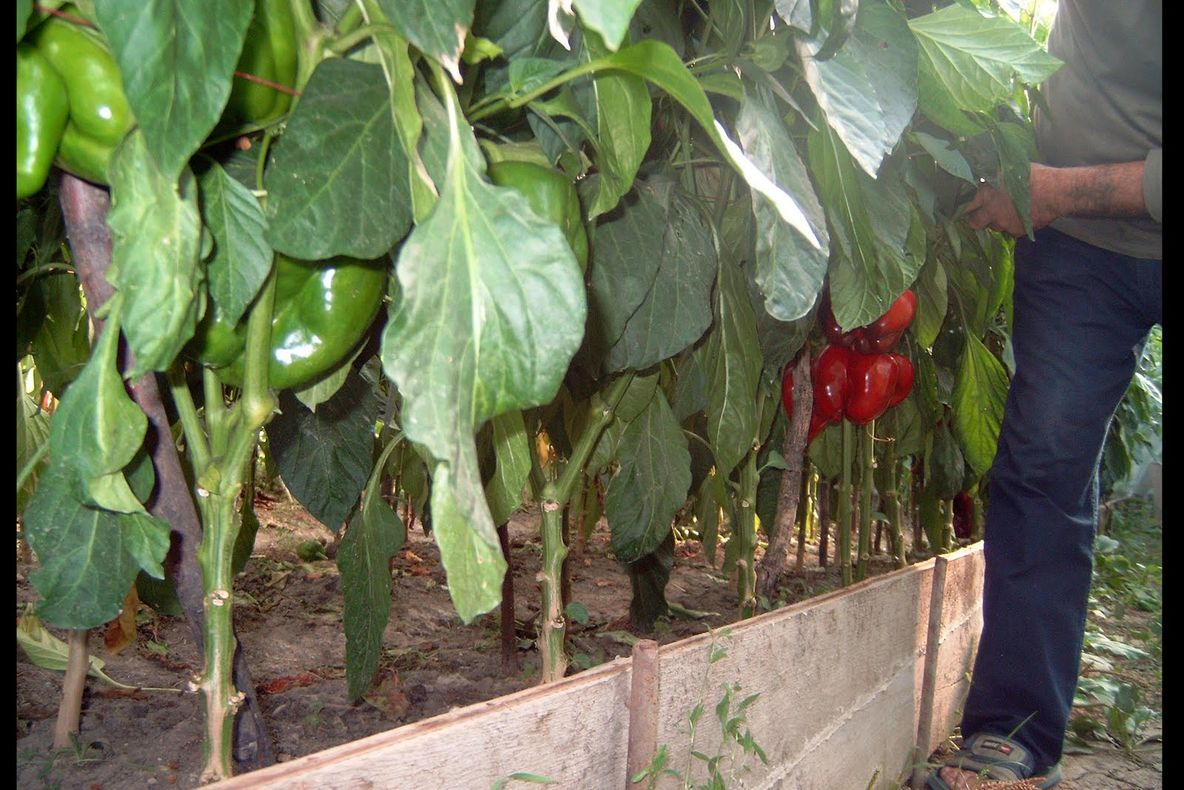 Substanțele folosite în legumicultură, în atenția polițiștilor