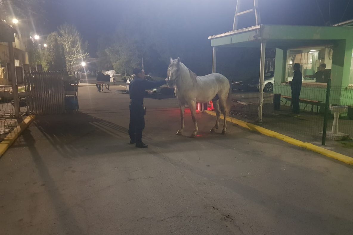 Video Ca-n vestul sălbatic ! Cai liberi, pe străzile Buzăului