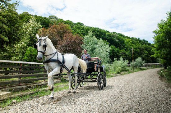 Cai cu "scutec", la Monteoru
