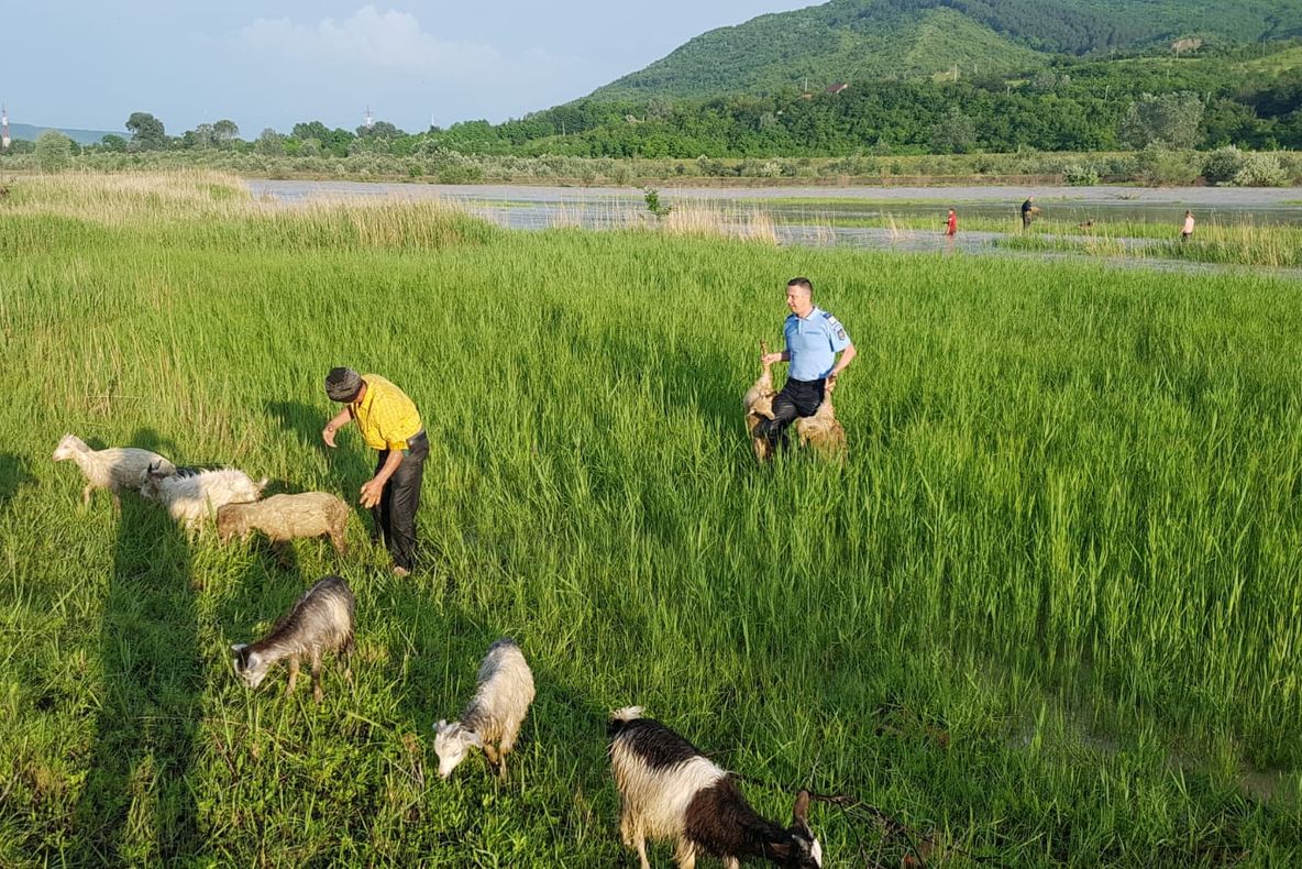 Video Zeci de animale ale unei stîne, salvate de jandarmi