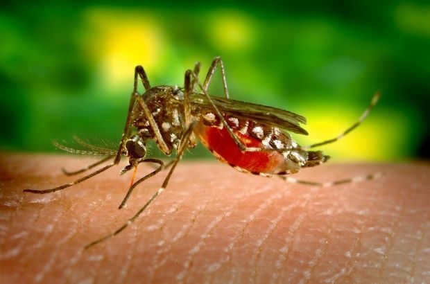 Buzăul se confruntă cu primul caz de meningită cu virus West Nile
