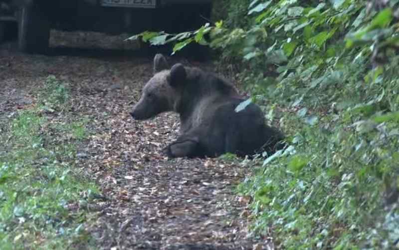 Mobilizare incredibilă pentru salvarea a doi pui de urs