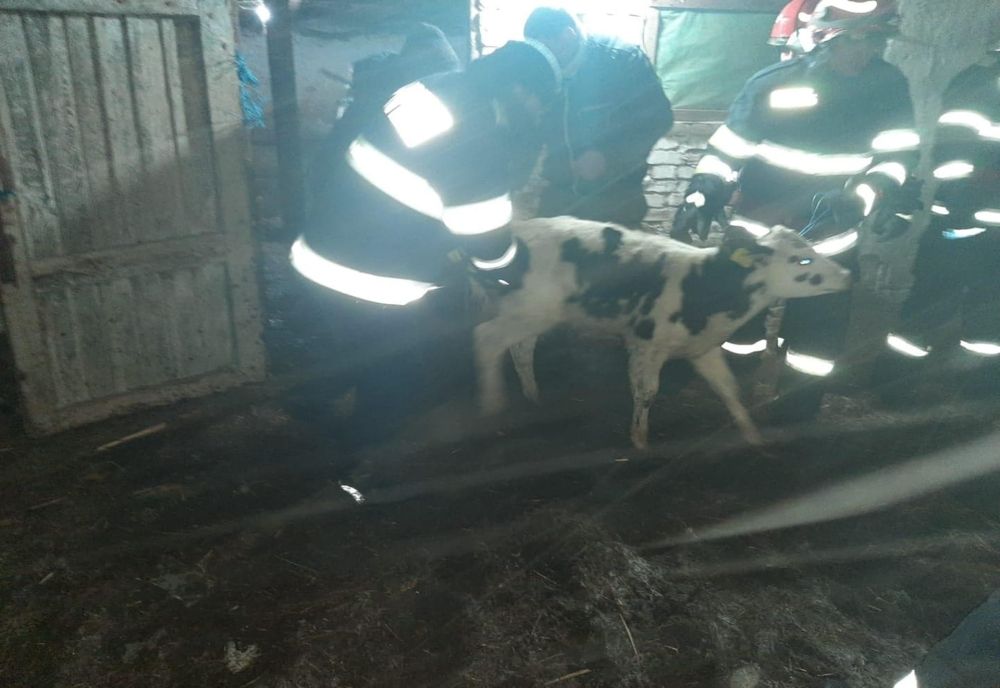 Video| 150 de oi, prinse sub plafonul căzut, la o fermă de lângă Râmnicu-Sărat