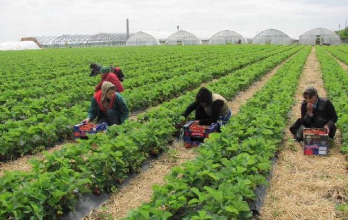 Cele mai multe angajări, tot în agricultură