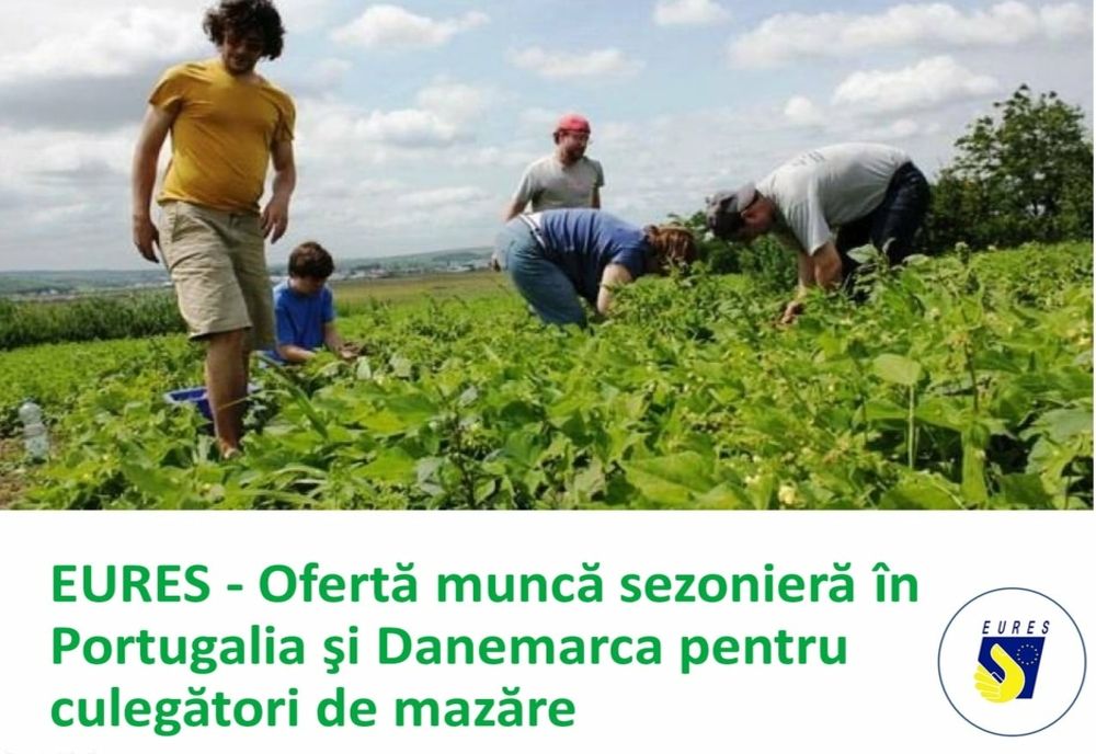 EURES - Ofertă muncă sezonieră în Portugalia şi Danemarca pentru culegători de mazăre