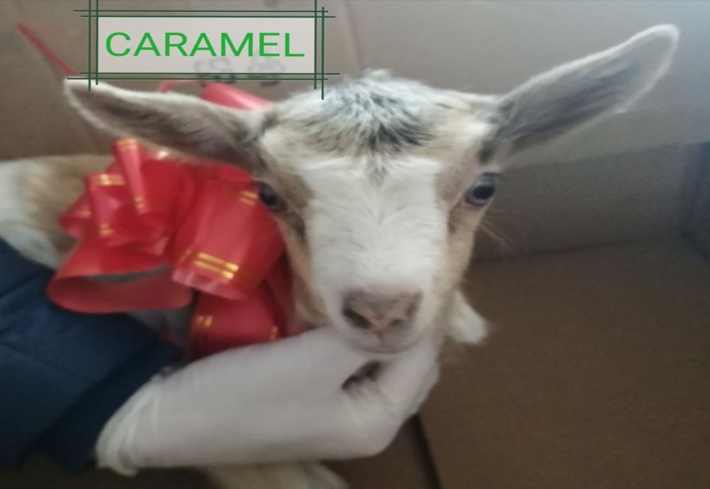 Video: Premiu pentru un copil responsabil