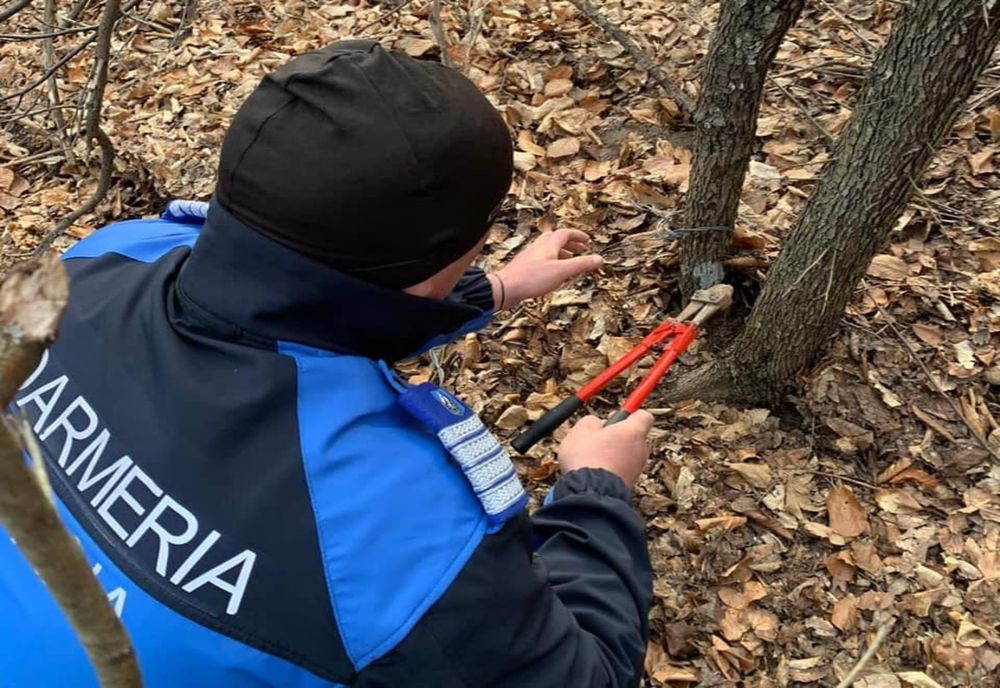 Doi pui de urs prinși în laț într-o pădure din Gura Taghii