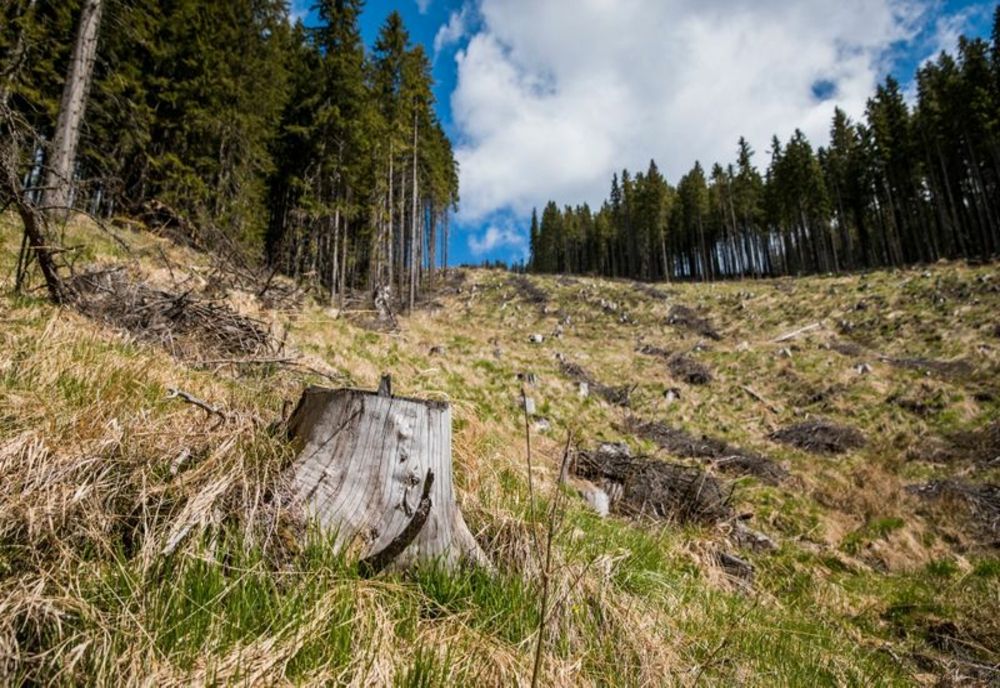 A tăiat 6 arbori din specia molid dintr-o zonă împădurită situată în extravilanul localității Curcănești