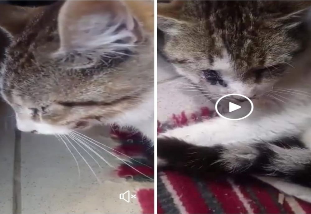 Poliția Animalelor Buzău îl ajută pe Motanul Micu să se recupereze