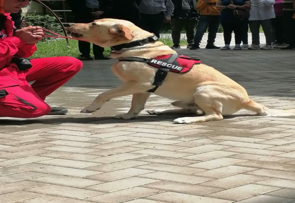 Foto+Video: De ce să avem grijă de animale?