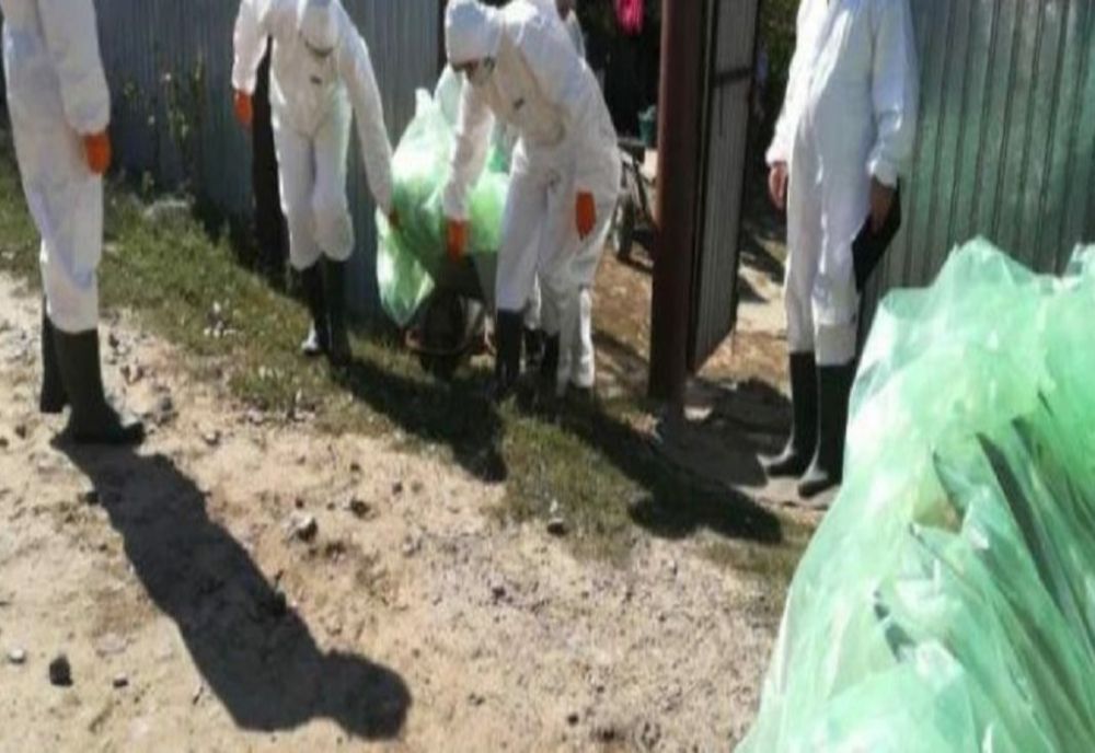 Focar de pestă porcină la o fermă cu peste 8000 de capete din localitatea Florica