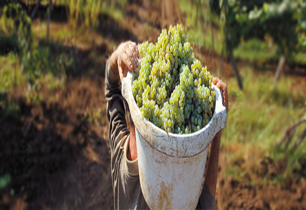 Doi bărbați bănuiți că au furat 300 kg de struguri dintr-o vie din Pietroasele