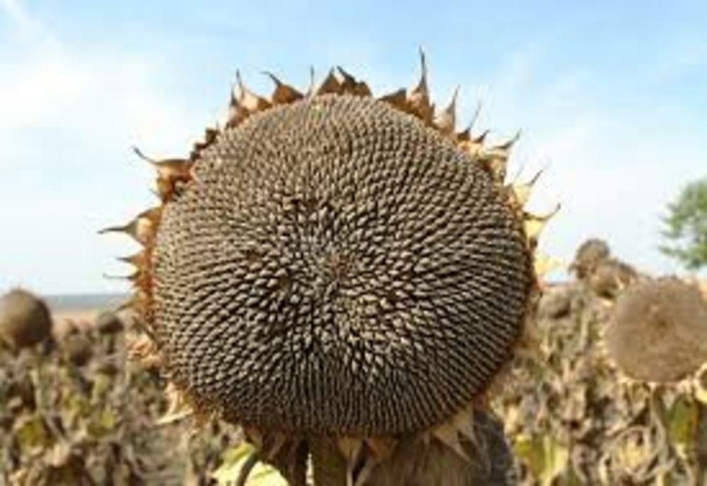 Identificați de polițiști cu 130 kg de floarea soarelui furate și încărcate în autoutilitară