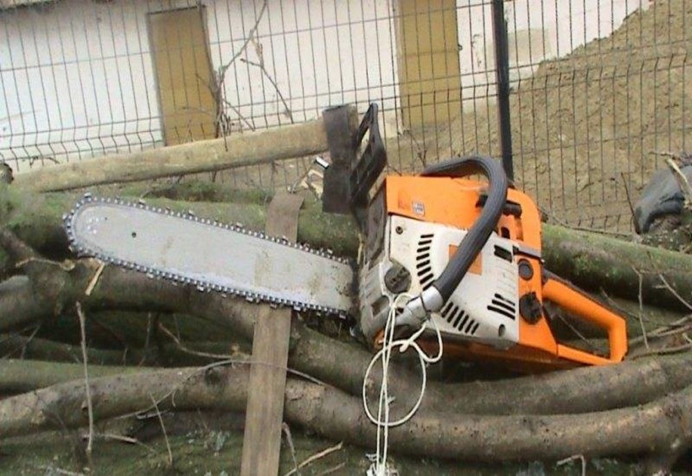 Surprins de polițiști că a tăiat ilegal și a sustras mai mulți arbori din specia salcâm