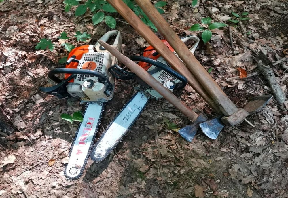 Șase buzoieni cercetați pentru tăiere ilegală şi furt de arbori