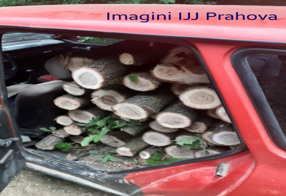 Cercetați pentru tăiere ilegală şi furt de arbori