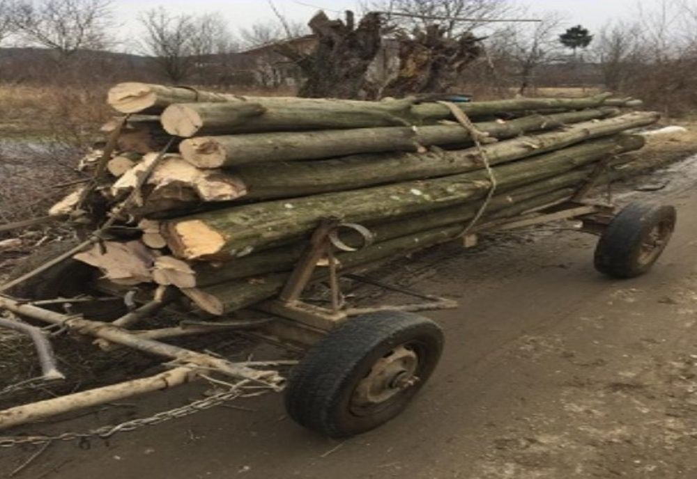 Cercetat pentru tăiere ilegală şi furt de arbori