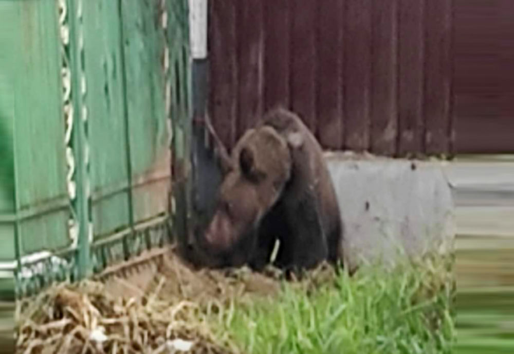 Un pui de urs s-a cățărat pe gardul lăcașului de cult și nu s-a mai putut da jos