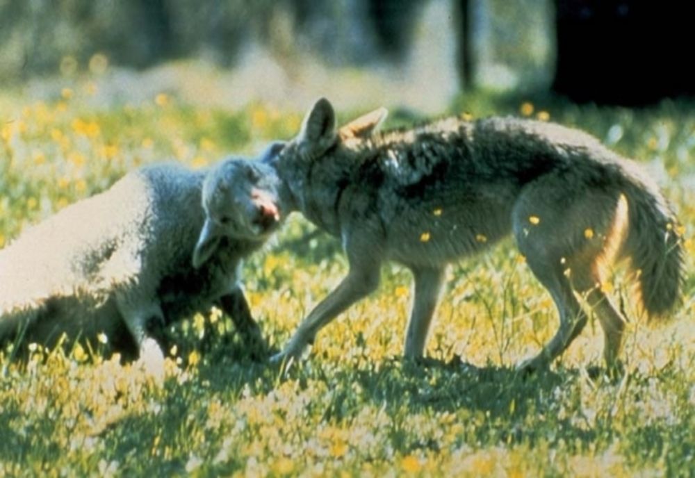 Pagube de 88.000 lei pagube produse de animalele sălbatice în județul Buzău