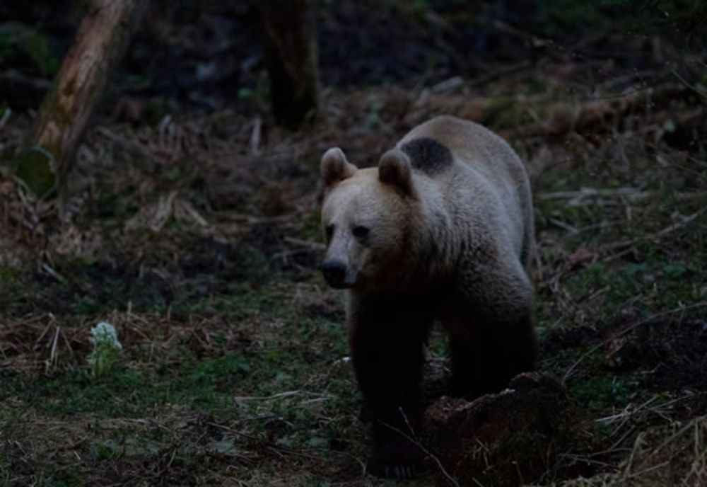 Vineri seară, două apeluri la 112 au anunțat prezența unor urși în localitățile Vârteju și Odăile