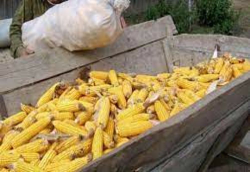 Bănuit că a furat porumb de pe un teren agricol din Zărnești, depistat de polițiști