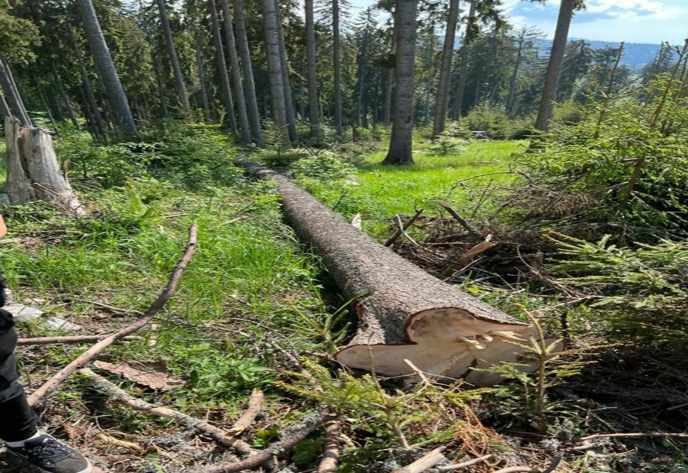 Depistat de polițiști în timp ce tăia şi sustrăgea arbori din specia fag din fondul forestier al comunei Gura Teghii