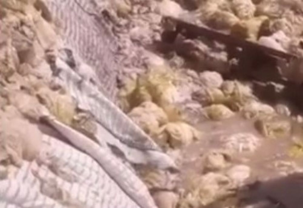 Doi bărbați din Gherășeni reținuți pentru 24 de ore pentru furt de varză și lovirea proprietarului