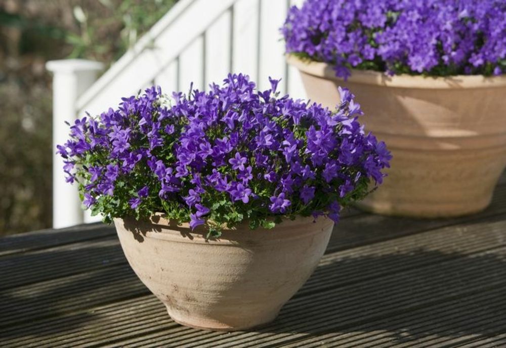 Bănuiți de furt calificat și profanare de morminte reținuți de polițiști