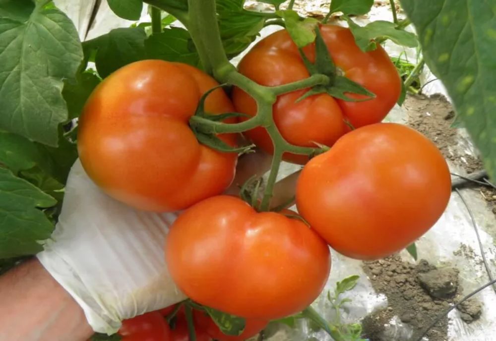 Substanţe chimice cu concentraţii mai mari decât cele admise în UE, depistate în judeţele Buzău şi Ilfov