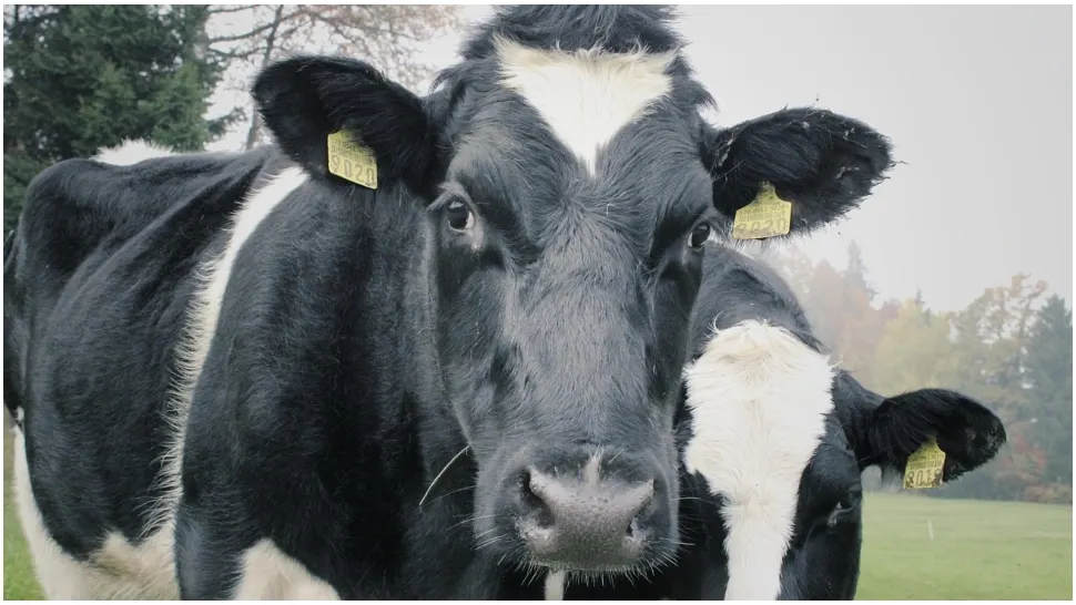 O nouă lovitură pentru crescătorii de animale din Buzău. Tuberculoza bovină amenință fermele și producția de lapte